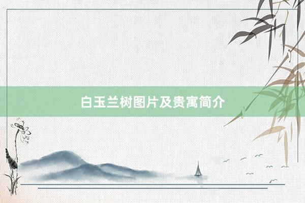 白玉兰树图片及贵寓简介